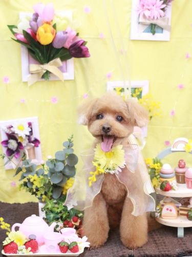 20230308チップくん